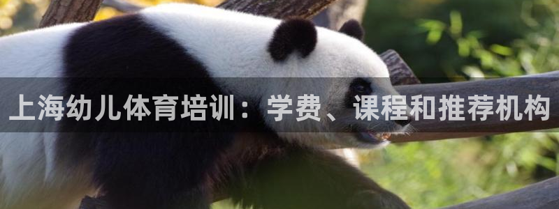 焦点娱乐公司官网：上海幼儿体育培训：学费、课程和推荐