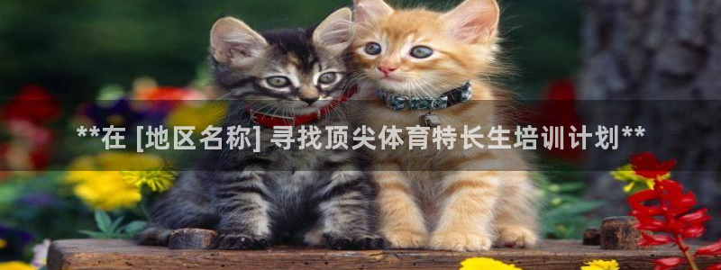 焦点娱乐有限公司：**在 [地区名称] 寻找顶尖体育
