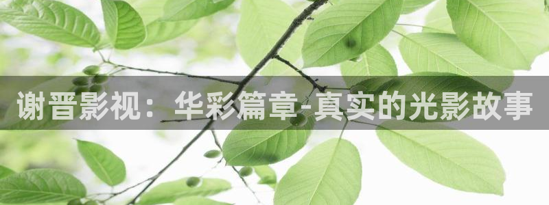 黑狐影院免费高清电影：谢晋影视：华彩篇章-真实的光影故事